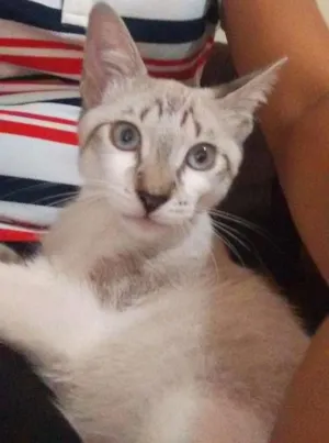 Gato raça Não sei idade 7 a 11 meses nome Mia e graxinha