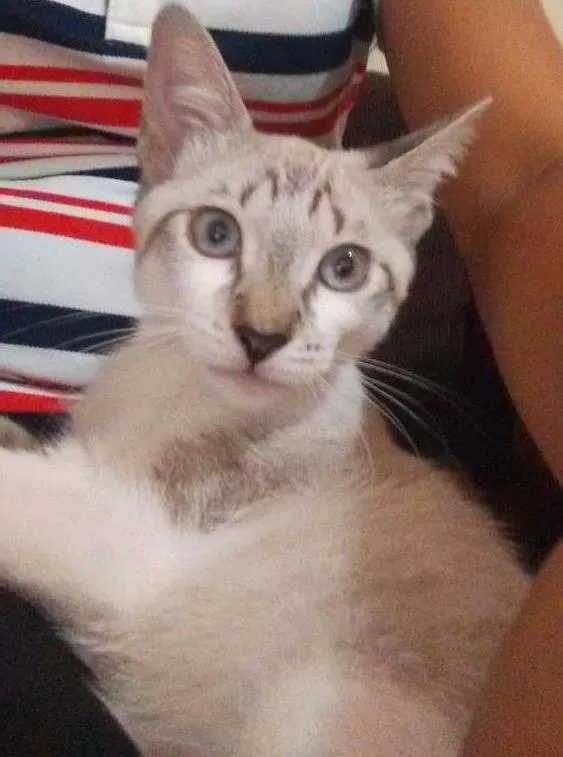 Gato ra a Não sei idade 7 a 11 meses nome Mia e graxinha