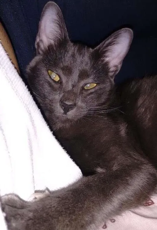 Gato ra a Não sei idade 7 a 11 meses nome Mia e graxinha