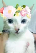Mimi