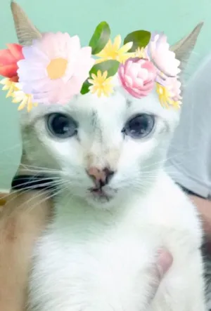 Gato raça Vira-lata  idade 2 a 6 meses nome Mimi