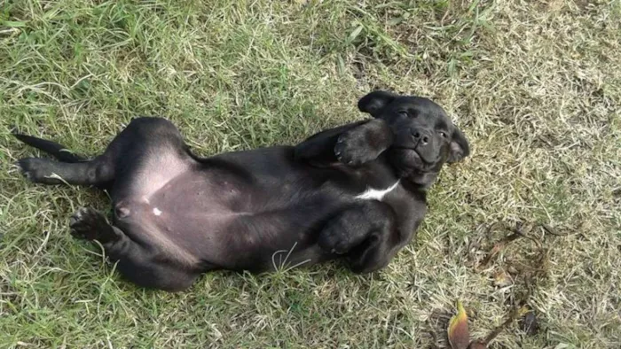 Cachorro raça SRD idade 2 a 6 meses nome Para adoção