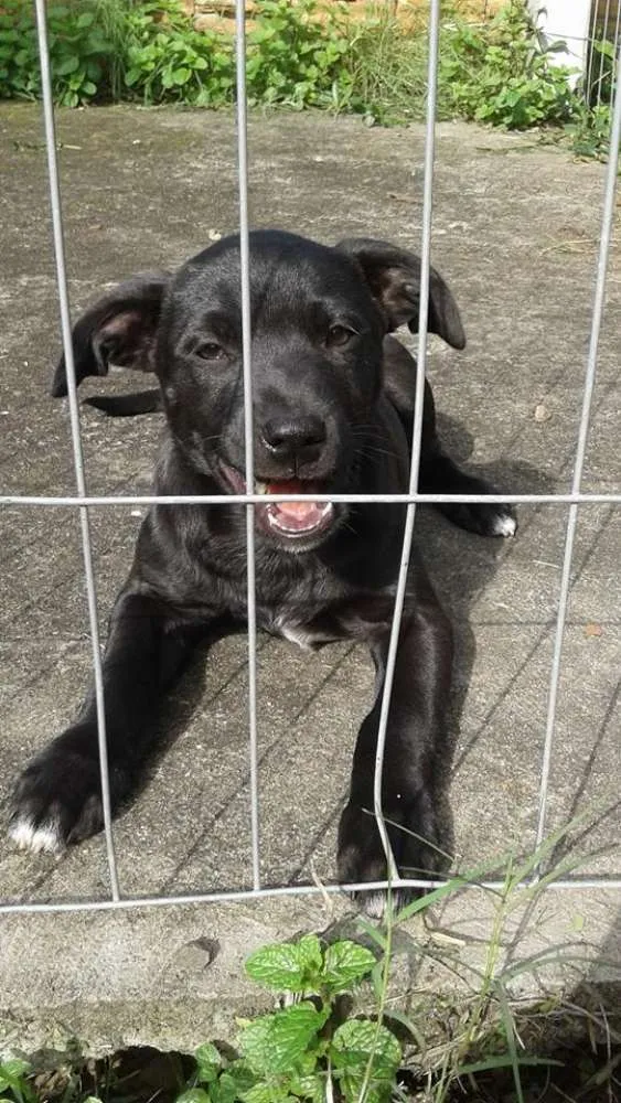 Cachorro raça SRD idade 2 a 6 meses nome Para adoção