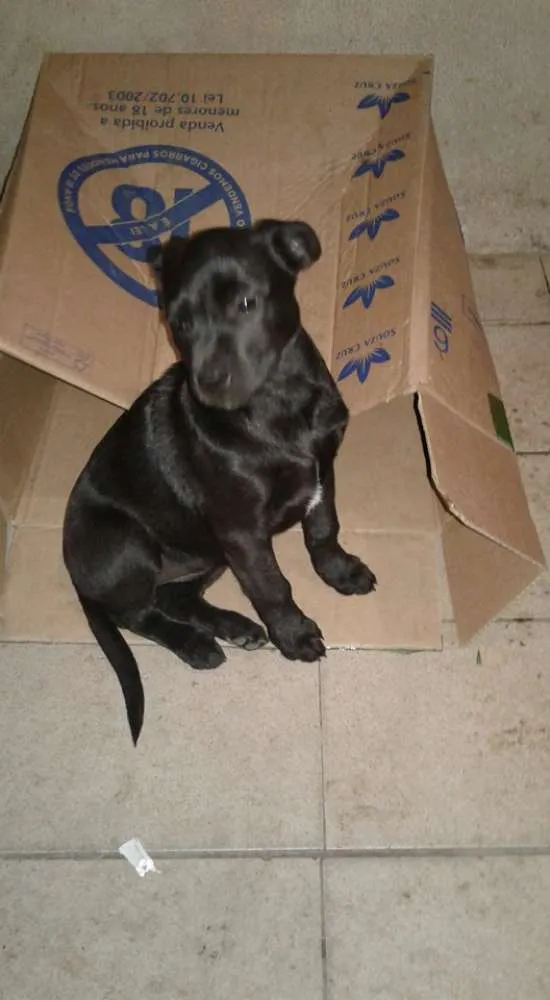 Cachorro raça SRD idade 2 a 6 meses nome Para adoção