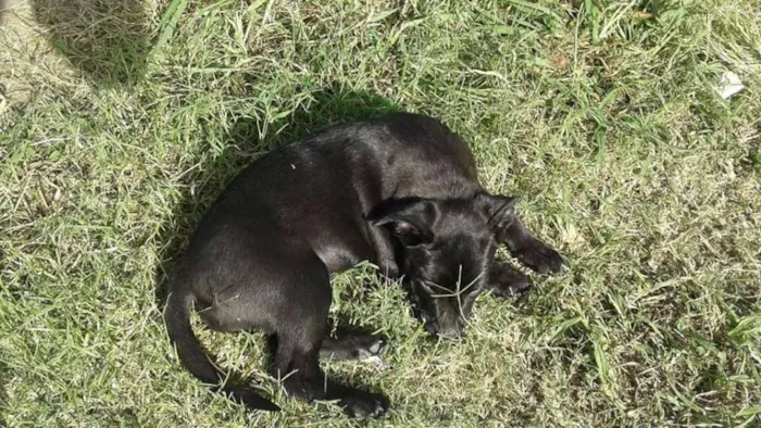 Cachorro raça SRD idade 2 a 6 meses nome Para adoção