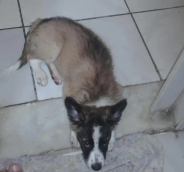 Cachorro ra a  idade 2 a 6 meses nome Pingo
