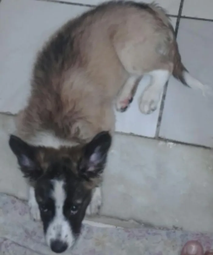 Cachorro ra a  idade 2 a 6 meses nome Pingo