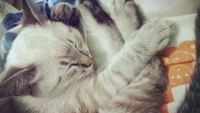 Gato ra a  idade 2 a 6 meses nome Axl