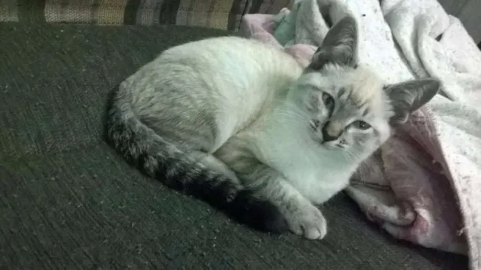 Gato ra a  idade 2 a 6 meses nome Axl