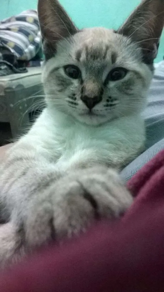 Gato ra a  idade 2 a 6 meses nome Axl
