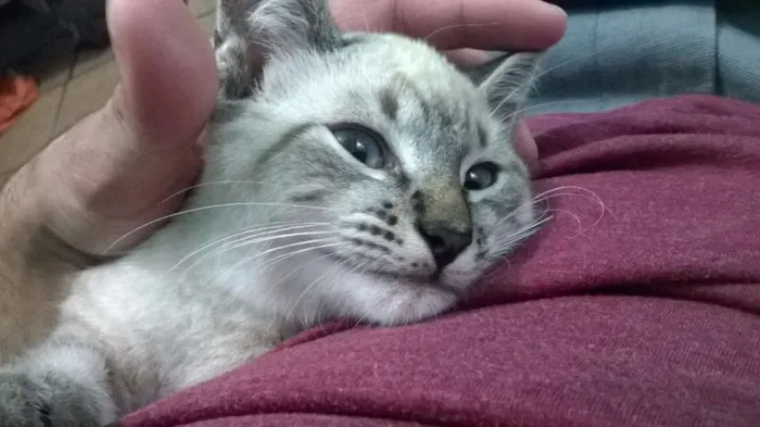 Gato ra a  idade 2 a 6 meses nome Axl
