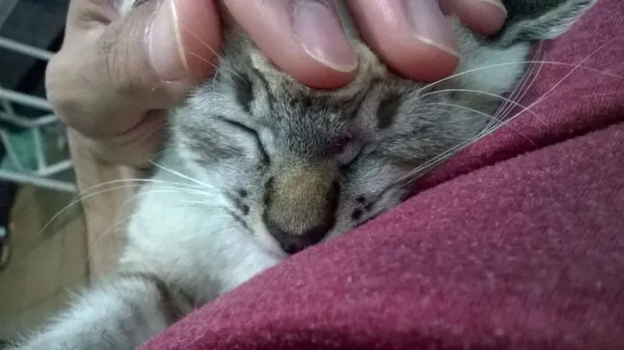 Gato ra a  idade 2 a 6 meses nome Axl