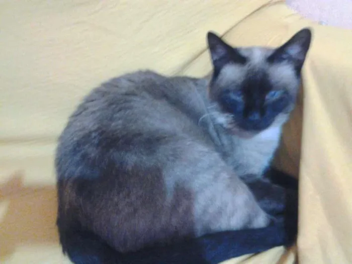 Gato ra a Cianes idade 6 ou mais anos nome Mel