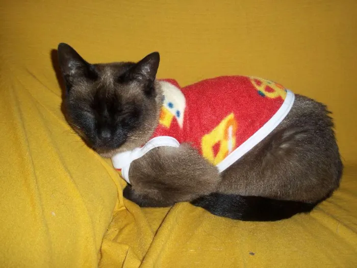 Gato ra a Cianes idade 6 ou mais anos nome Mel