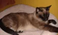 Mel