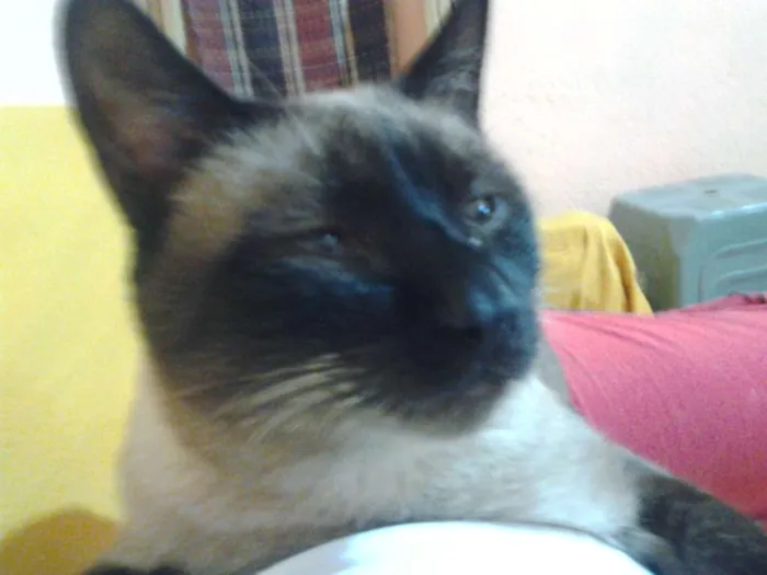 Gato ra a Cianes idade 6 ou mais anos nome Mel