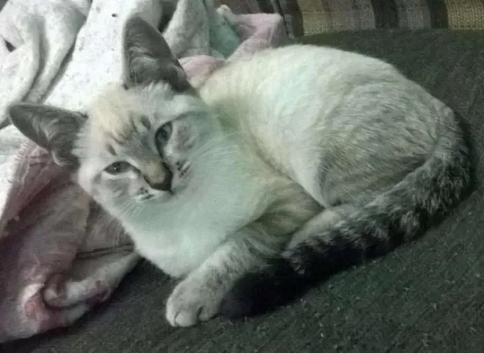 Gato ra a  idade 2 a 6 meses nome Axl