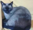 Mel