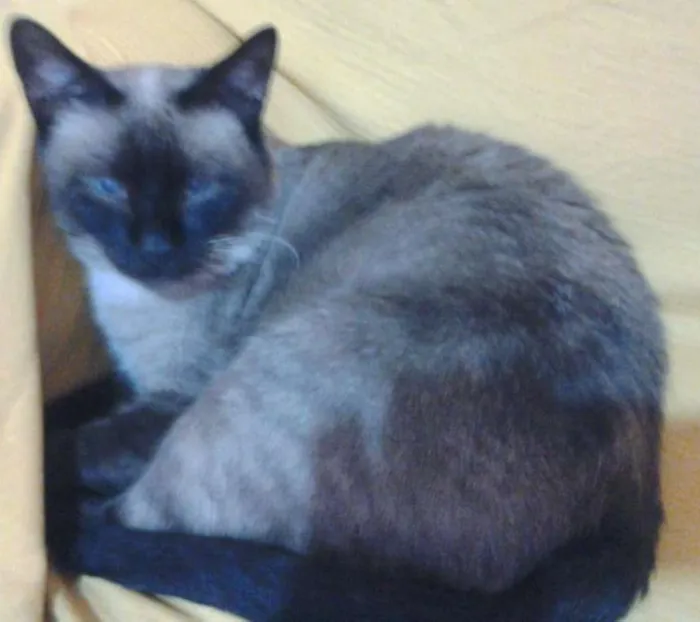 Gato ra a Cianes idade 6 ou mais anos nome Mel