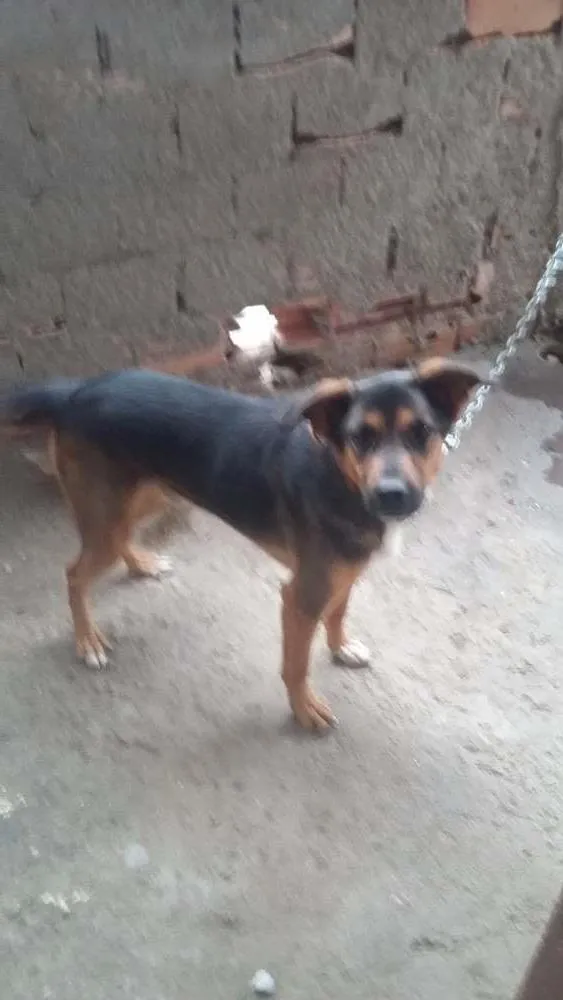 Cachorro ra a vira lata e dober idade 1 ano nome tayson