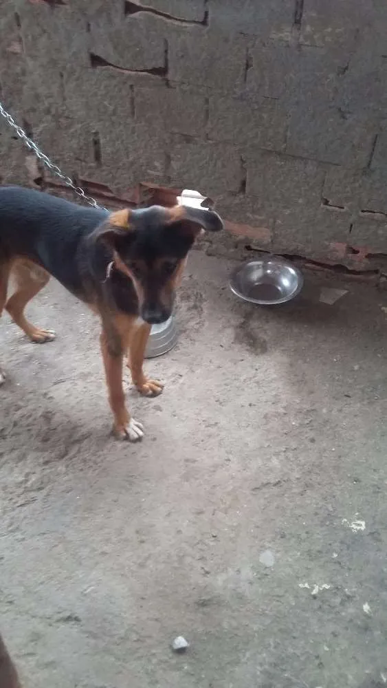 Cachorro ra a vira lata e dober idade 1 ano nome tayson