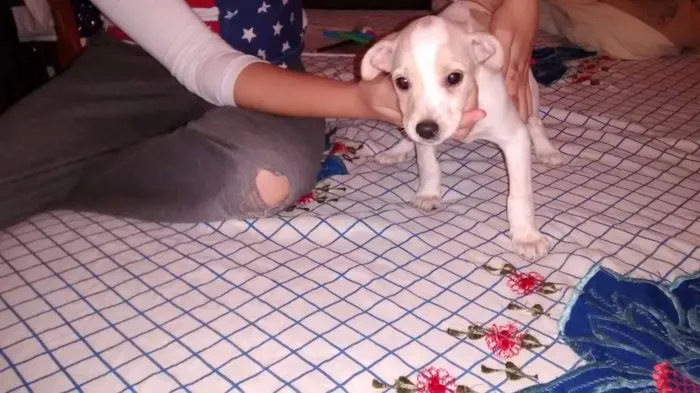 Cachorro ra a SRD idade 2 a 6 meses nome Sem nome