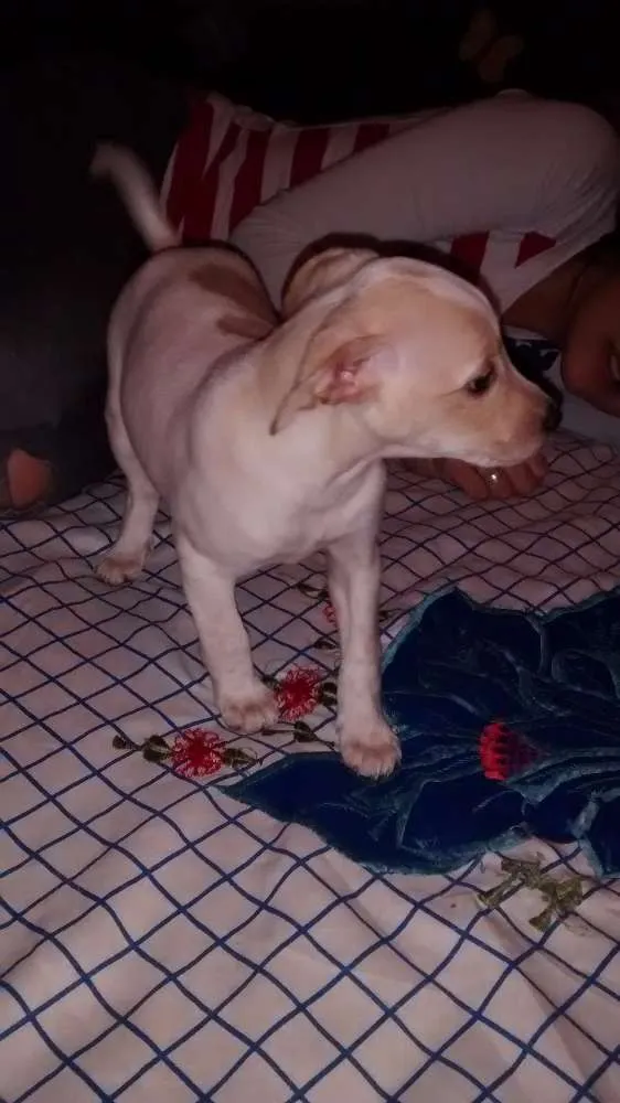 Cachorro ra a SRD idade 2 a 6 meses nome Sem nome