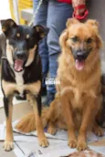 Spike e Rihana