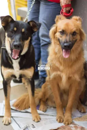 Cachorro raça SRD idade 2 anos nome Spike e Rihana