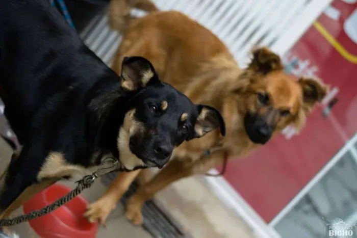 Cachorro ra a SRD idade 2 anos nome Spike e Rihana