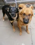Spike e Rihana