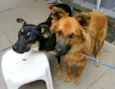 Spike e Rihana