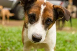 Cachorro raça sr idade 2 anos nome Max