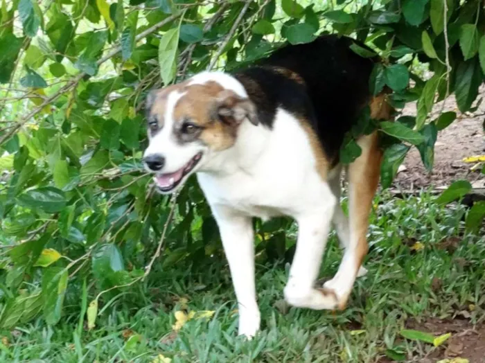 Cachorro ra a sr idade 2 anos nome Max