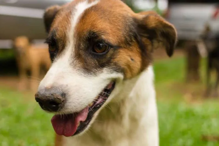 Cachorro ra a sr idade 2 anos nome Max