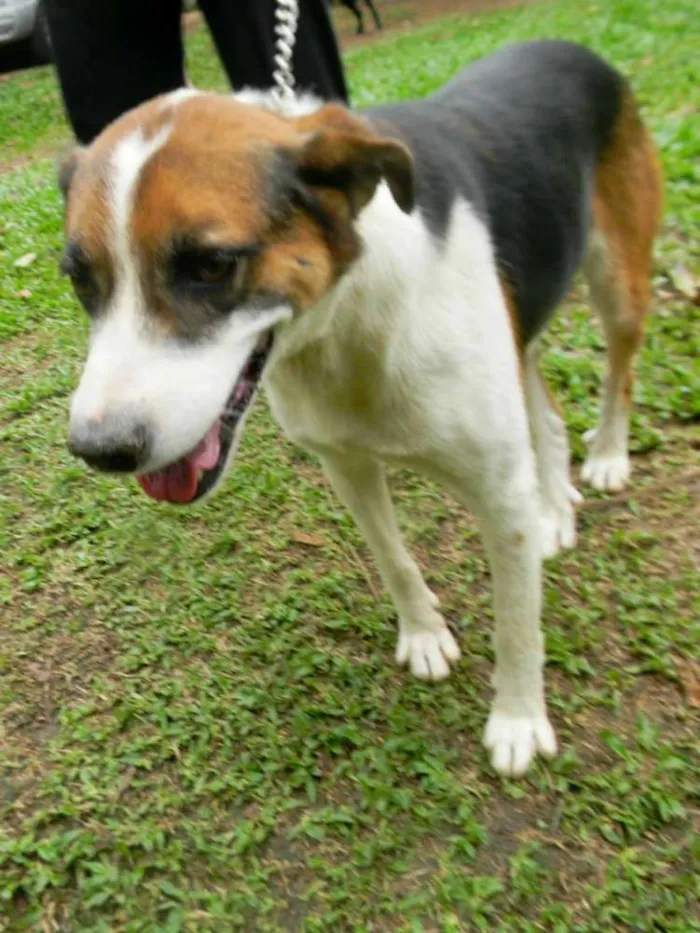 Cachorro ra a sr idade 2 anos nome Max