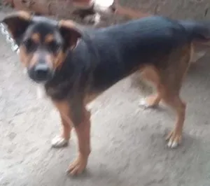 Cachorro raça vira lata e dober idade 1 ano nome tayson
