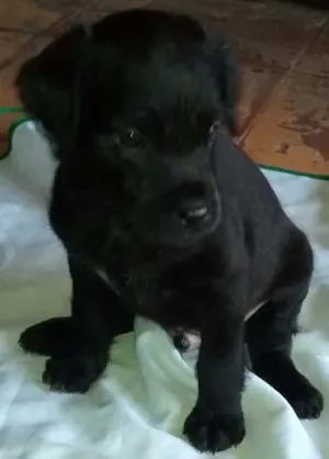 Cachorro raça SRD idade 2 a 6 meses nome Sem nome