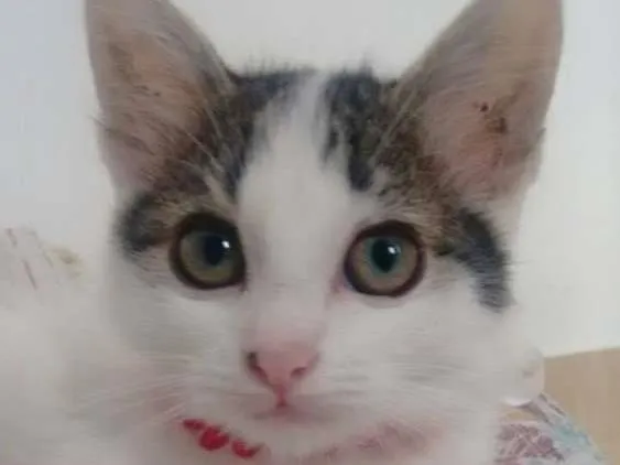 Gato ra a  idade 2 a 6 meses nome Gatinhas