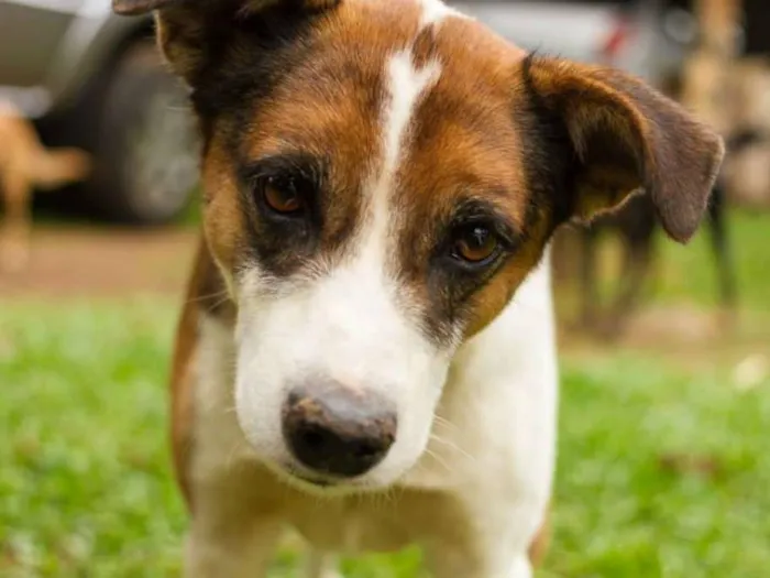 Cachorro ra a sr idade 2 anos nome Max