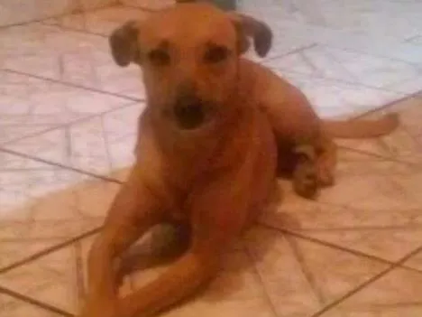 Cachorro raça Sem raça definida idade 4 anos nome Melissa / mel 