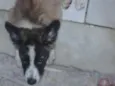 Pingo