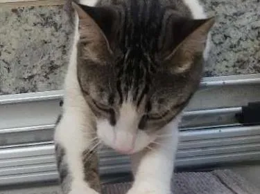 Gato ra a Sem raça definida idade 1 ano nome MYA