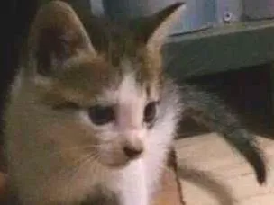Gato ra a  idade Abaixo de 2 meses nome Sem nome