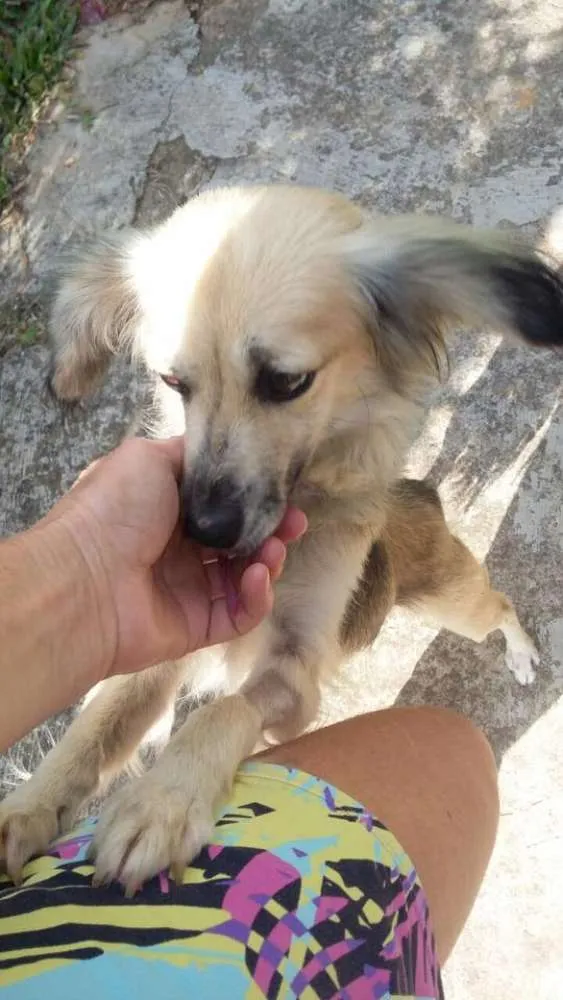 Cachorro ra a SRD idade 1 ano nome Vitoria