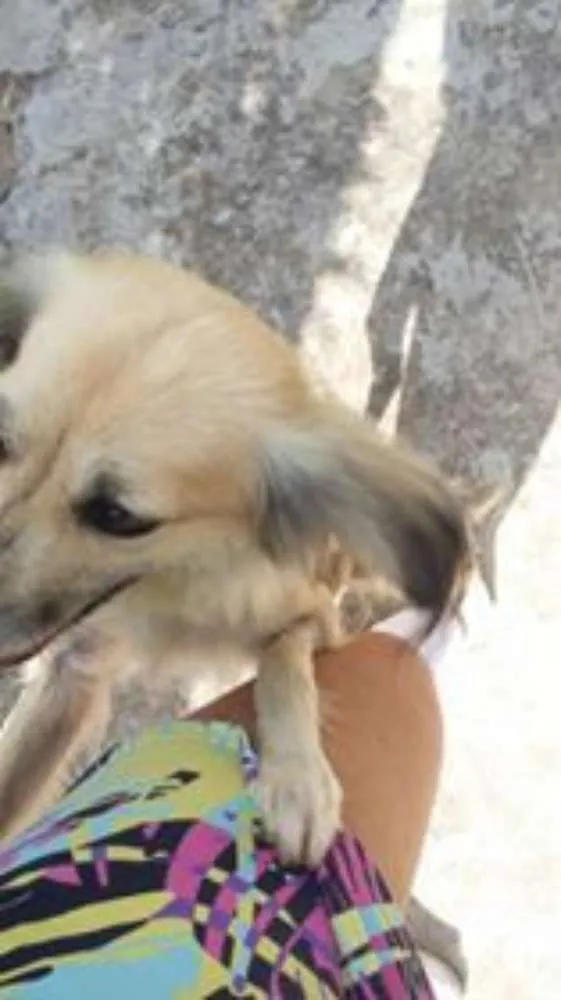 Cachorro ra a SRD idade 1 ano nome Vitoria