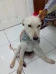 PINGO