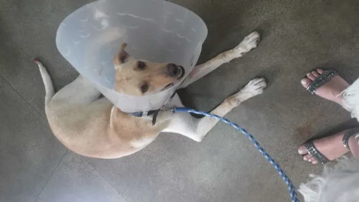 Cachorro ra a Mestiço de Labrador  idade 7 a 11 meses nome Godofredo
