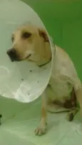 Godofredo