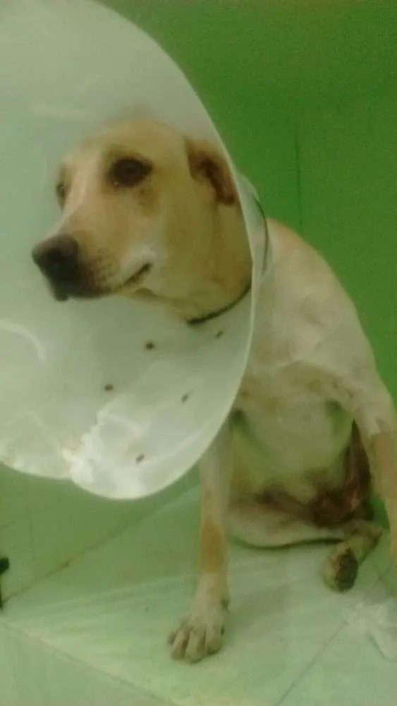 Cachorro ra a Mestiço de Labrador  idade 7 a 11 meses nome Godofredo